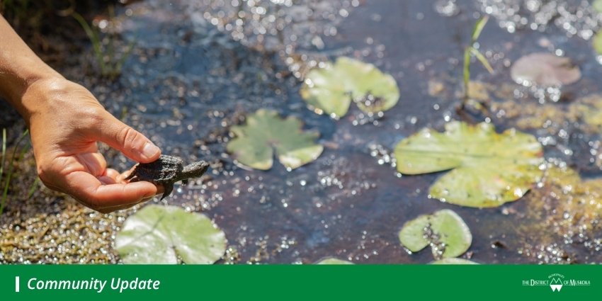 Image of a turtle being released onto a lilly pad